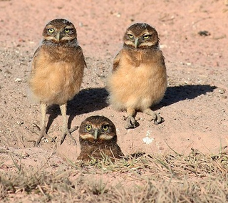 Illustration for article titled How the Hell Did I Not Know About the Burrowing Owl?